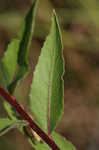 Narrowleaf evening-primrose